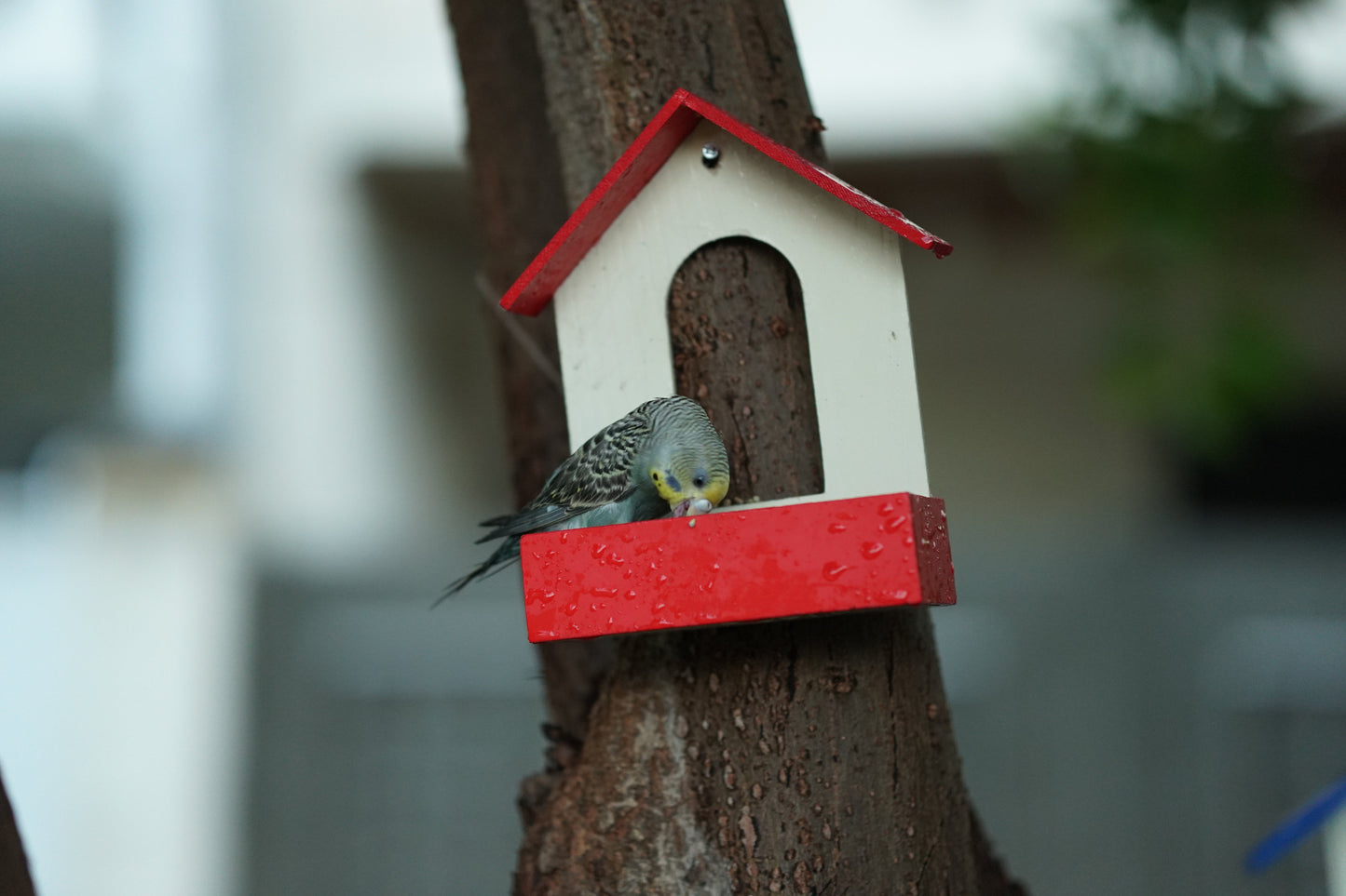 PVC Bird Feeder Waterproof