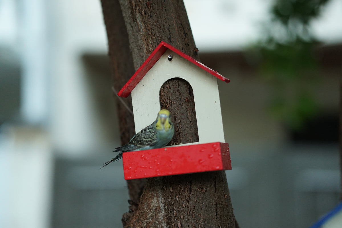 PVC Bird Feeder Waterproof