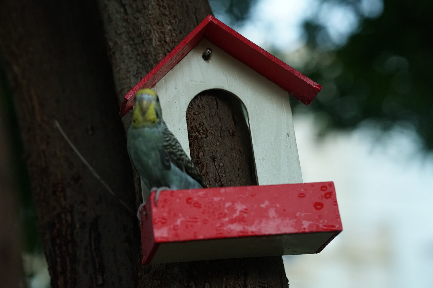 PVC Bird Feeder Waterproof